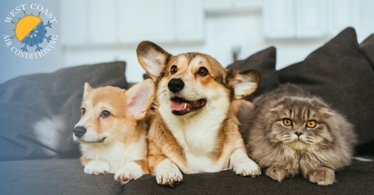 Two dogs and a cat sitting on a couch